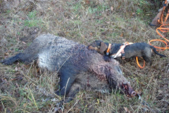 2012 évi munkáinkból