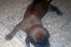 Bajor hegyi véreb kölykök