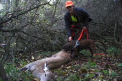 Hajtások, terelések 2012-13 idényben