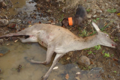 Kicsi kutya, nagy munka