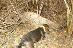 Soma, a dermedtre vezető